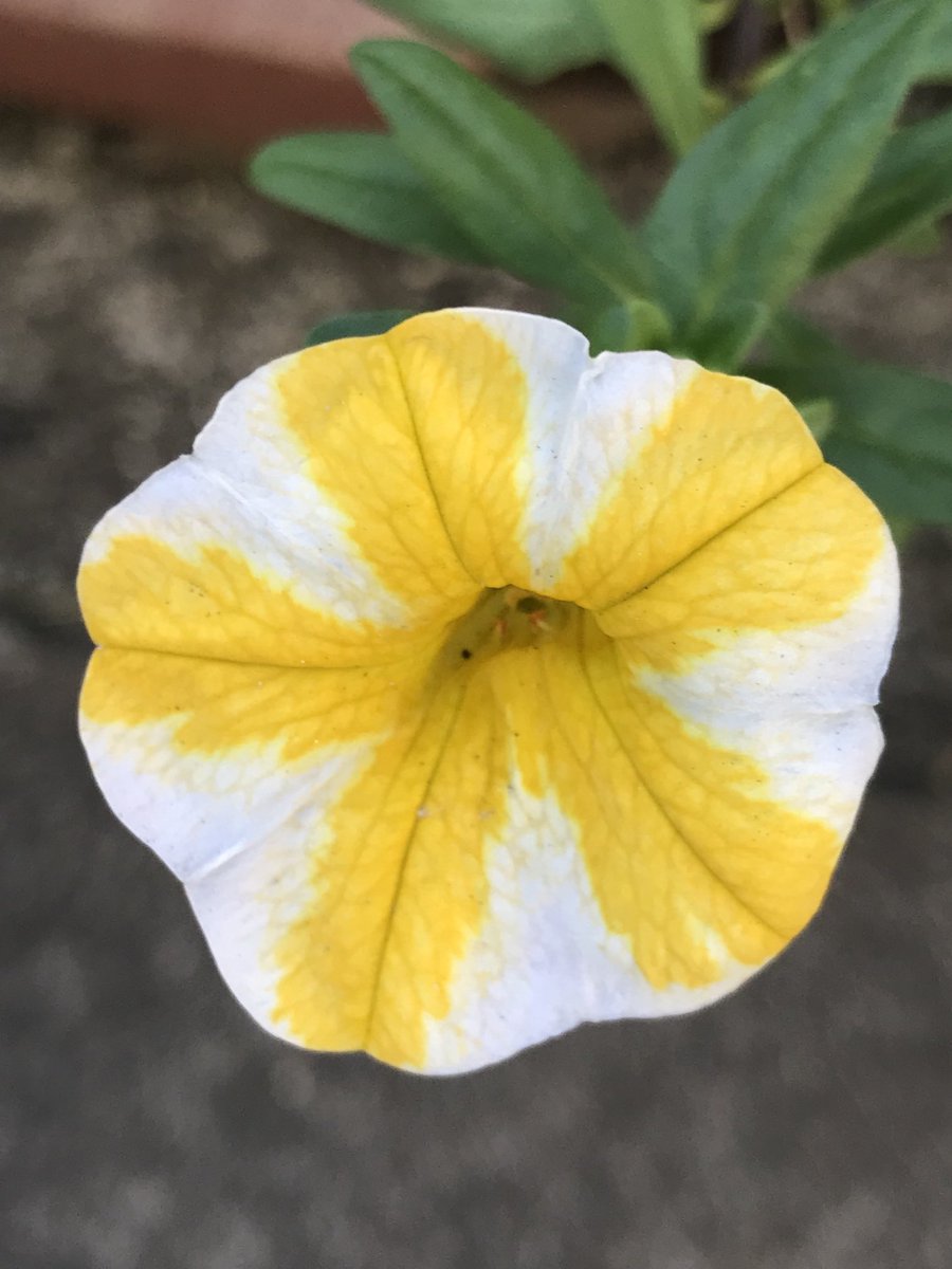 NatureGardenPCT's tweet photo. おはようございます。
＃カリブラコア　＃レモンスライス
まだ咲いてくれています♪ https://t.co/aGw47QaIbI