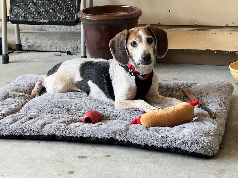 Adoptable #beagle of the day BAGEL tribeagles.org/product/bagel-…