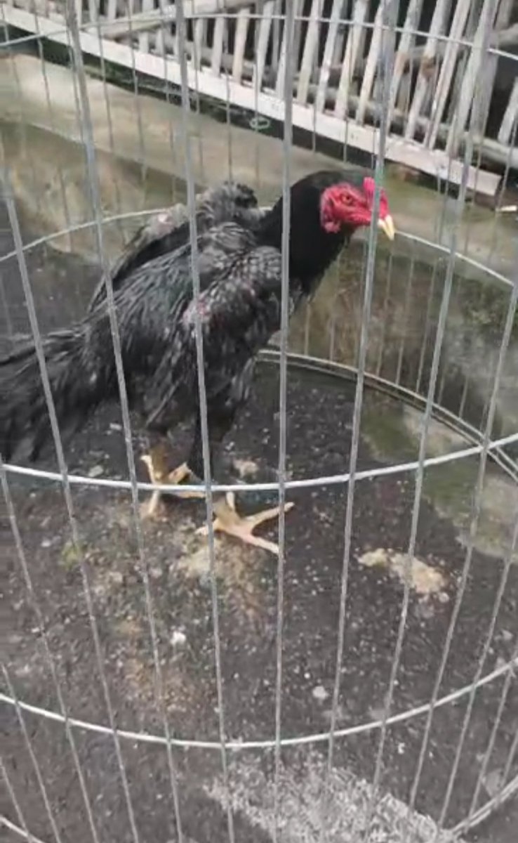 deksettia's tweet photo. Pagi happy weekend
Sudah mandi gais https://t.co/dzt6Q4q1tO