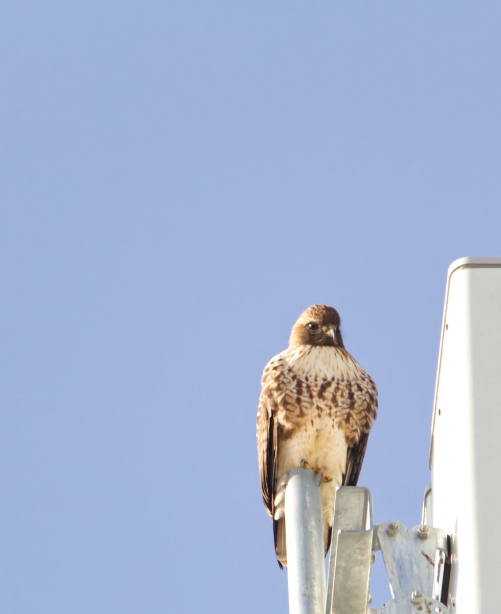 sugarpoultry's tweet photo. Red-tailed Hawk taken earlier today! ๐ฅฐ He was being chased by the American Kestral, defending its territory.
๐ท: #canont5i #sigma 150-500mm
#utahphotographer #birdphotography #birdwatching #birding #photography #redtailedhawk #nature #utahwildlife #utahnature #beaUTAHful https://t.co/pW7DQe4A58