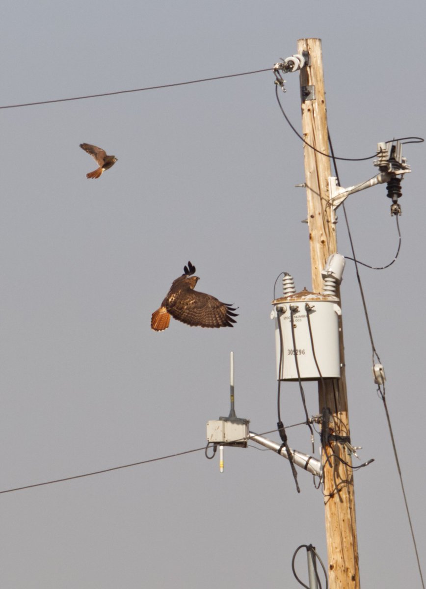 sugarpoultry's tweet photo. Red-tailed Hawk taken earlier today! ๐ฅฐ He was being chased by the American Kestral, defending its territory.
๐ท: #canont5i #sigma 150-500mm
#utahphotographer #birdphotography #birdwatching #birding #photography #redtailedhawk #nature #utahwildlife #utahnature #beaUTAHful https://t.co/pW7DQe4A58