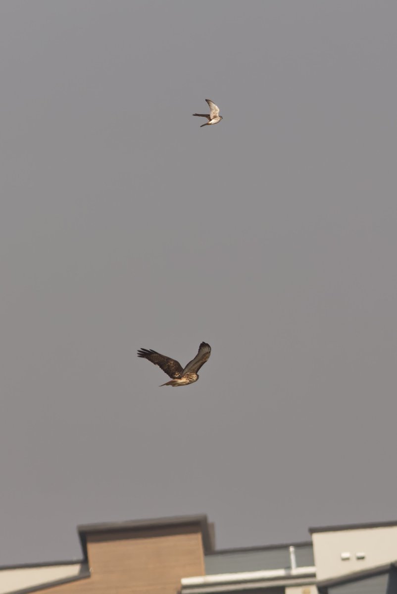 sugarpoultry's tweet photo. Red-tailed Hawk taken earlier today! ๐ฅฐ He was being chased by the American Kestral, defending its territory.
๐ท: #canont5i #sigma 150-500mm
#utahphotographer #birdphotography #birdwatching #birding #photography #redtailedhawk #nature #utahwildlife #utahnature #beaUTAHful https://t.co/pW7DQe4A58