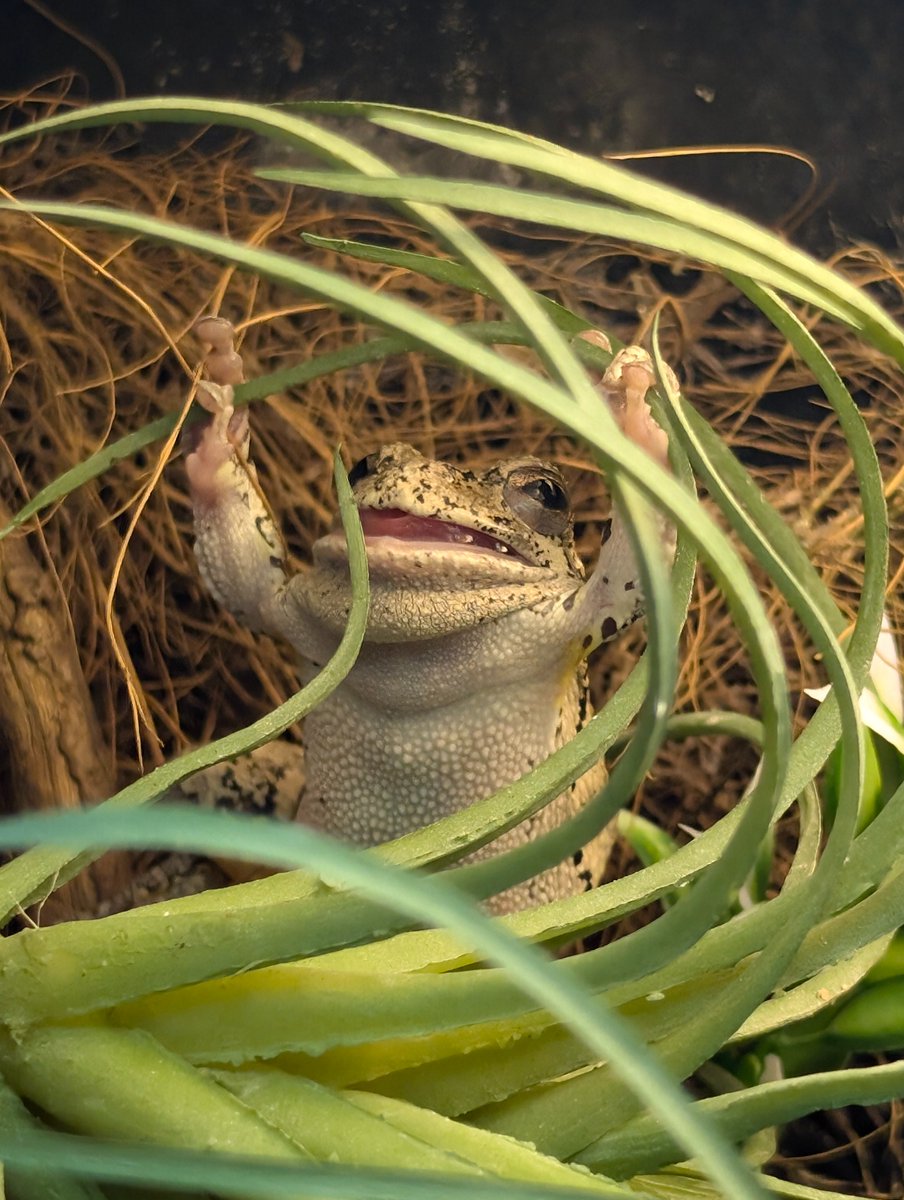 🍉Archesuchus🪶 tweet media