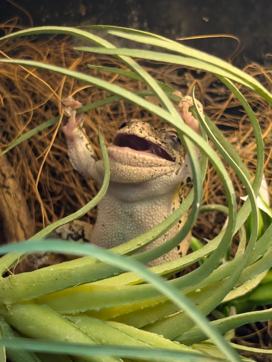 🍉Archesuchus🪶 tweet media