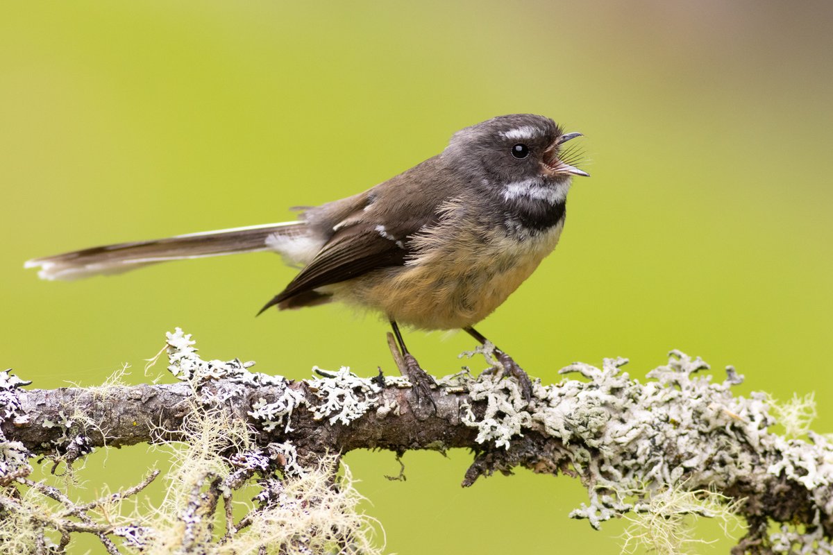 DrPaulSorrell's tweet photo. A pīwakawaka (NZ fantail) singing its little heart out.
#birdphotography #TwitterNatureCommunity #birds #nzbirds #wildlifephotography #NaturePhotography #BBCWildlifePOTD #ThePhotoHour #PhotoOfTheDay #BirdsSeenIn2024 #SullivansDam #Fantail #Pīwakawaka #BirdSinging #BirdCalling https://t.co/LWzY490TWR