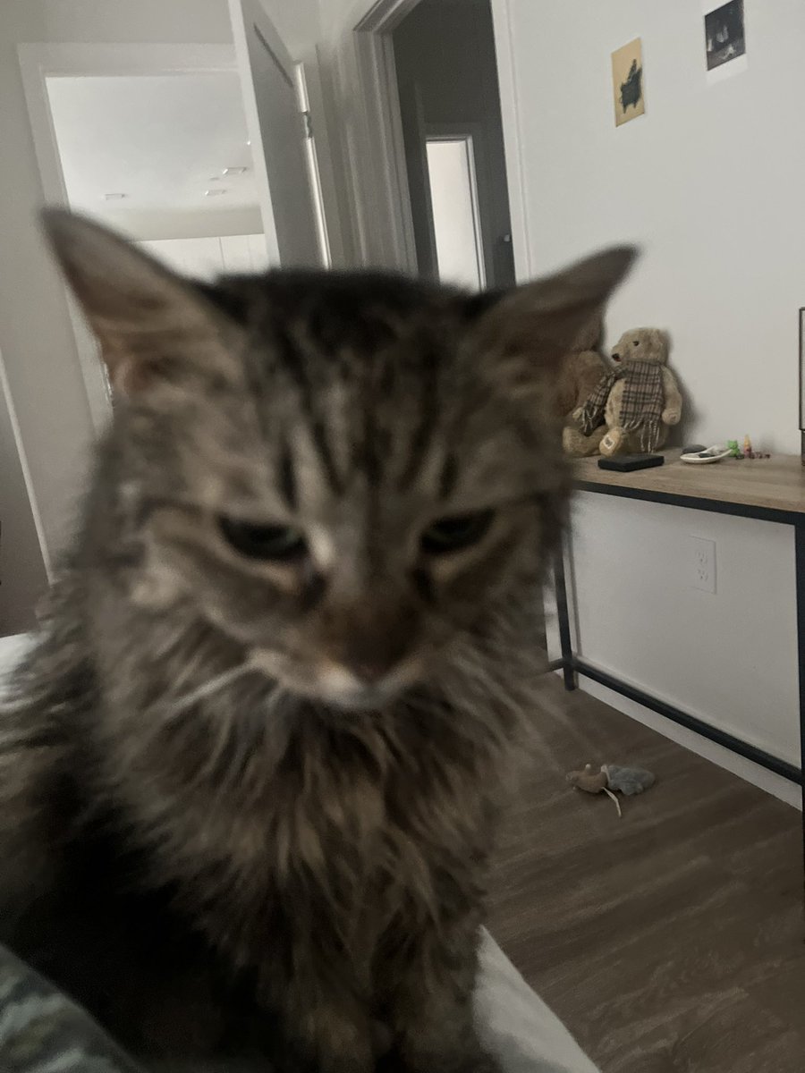 julie 🦩🍩🌟 tweet media