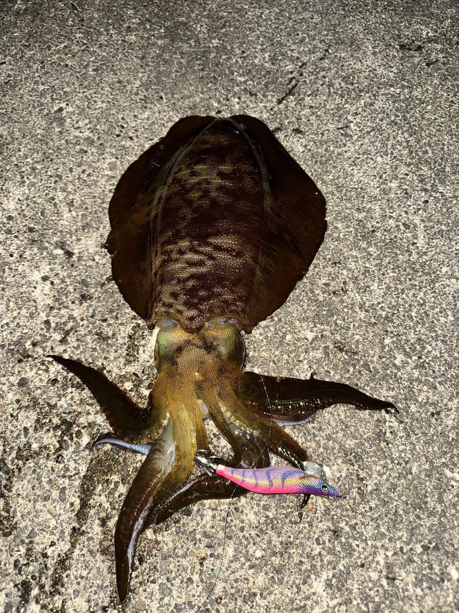 suika270's tweet photo. 久々に上げられるサイズのイカ釣れたよ🦑
流石に夜は大分冷えますなぁ
寒くても行っちゃうんだけどね病気だよね https://t.co/AncHqexx4i