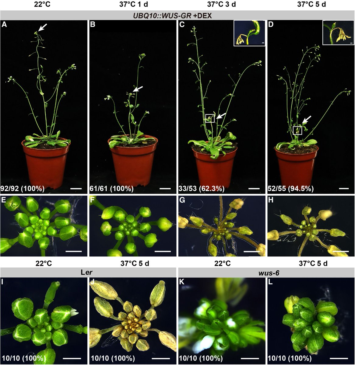 Plant Science tweet media