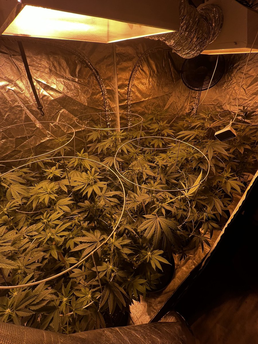 THCFunkFarm's tweet photo. Gordo
#thcfunkfarm #organicmicrobatch https://t.co/wFguuxNh9t