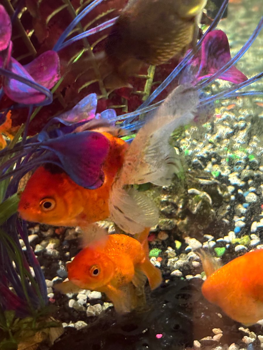 Hellbeastly's tweet photo. Happy #fishyFriday!!!! #fishoftwitter https://t.co/XDshztkCa4