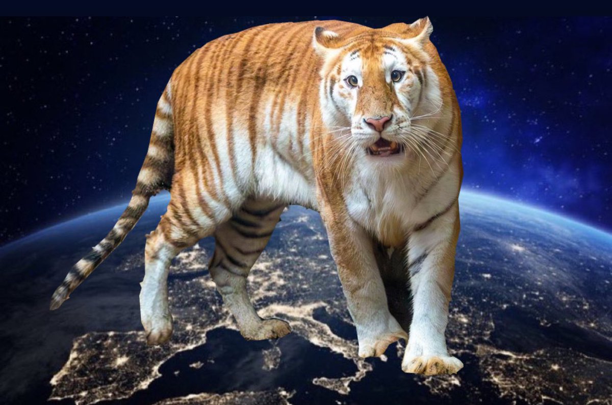 GaMekornðâĪïļ Memecoinð ð§ (@tamekorn987) on Twitter photo AVA is worldwide ð
ððĨ
$AVA
#AVA ðŊð
#Chiang Mai Night Safari
<a href="/avathecutetiger/">AvacutetigerðŊ</a> AVA is worldwide ð
ððĨ
$AVA
#AVA ðŊð
#Chiang Mai Night Safari
<a href="/avathecutetiger/">AvacutetigerðŊ</a>