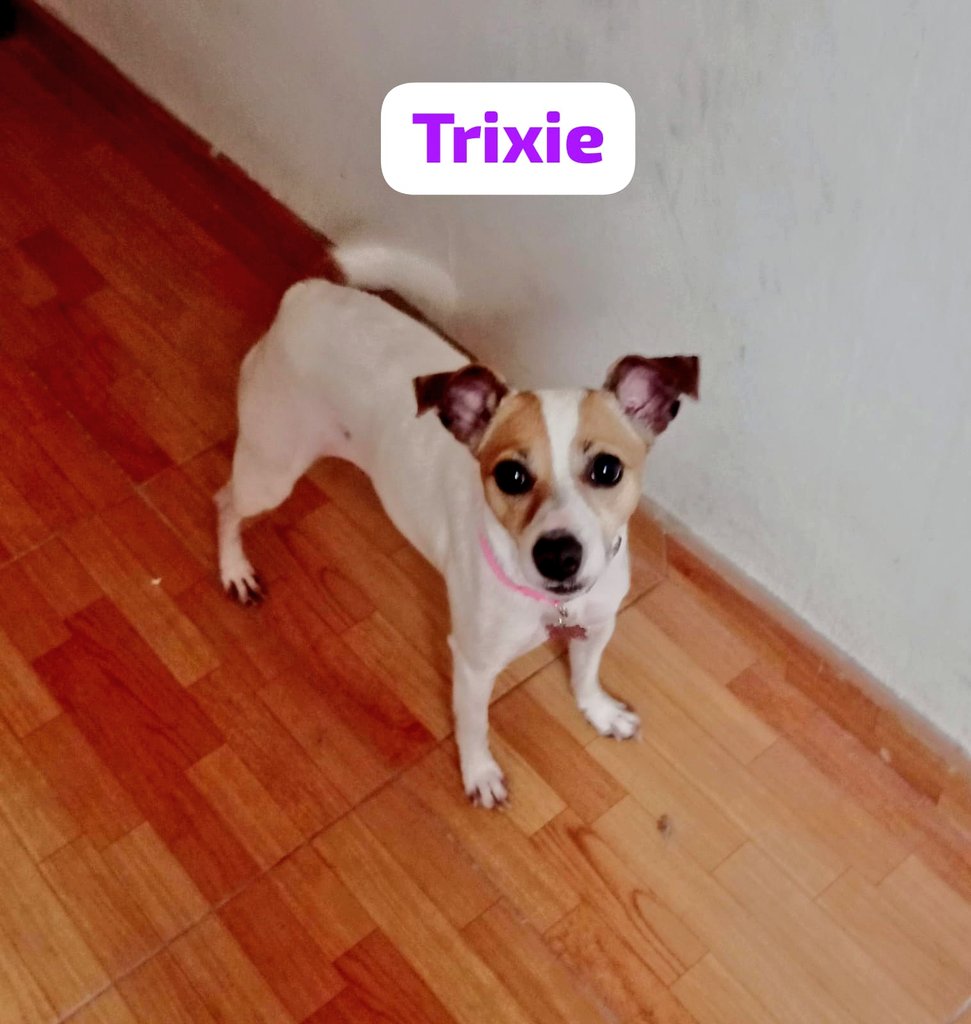 _arlettesalazar's tweet photo. URGENTE! TEMPORAL PARA #Trixie🙏🏻

Es una pequeña que fue rescatada con problemas de piel y ella no puede estar en el terreno.

El temporal no debe tener más perros en casa ya que ella aún falta rehabilitar su conducta con otros 🐕RT porfa
 Es amorosa y saltarina.

📲 934 962 128 https://t.co/Guj3JeFlGl