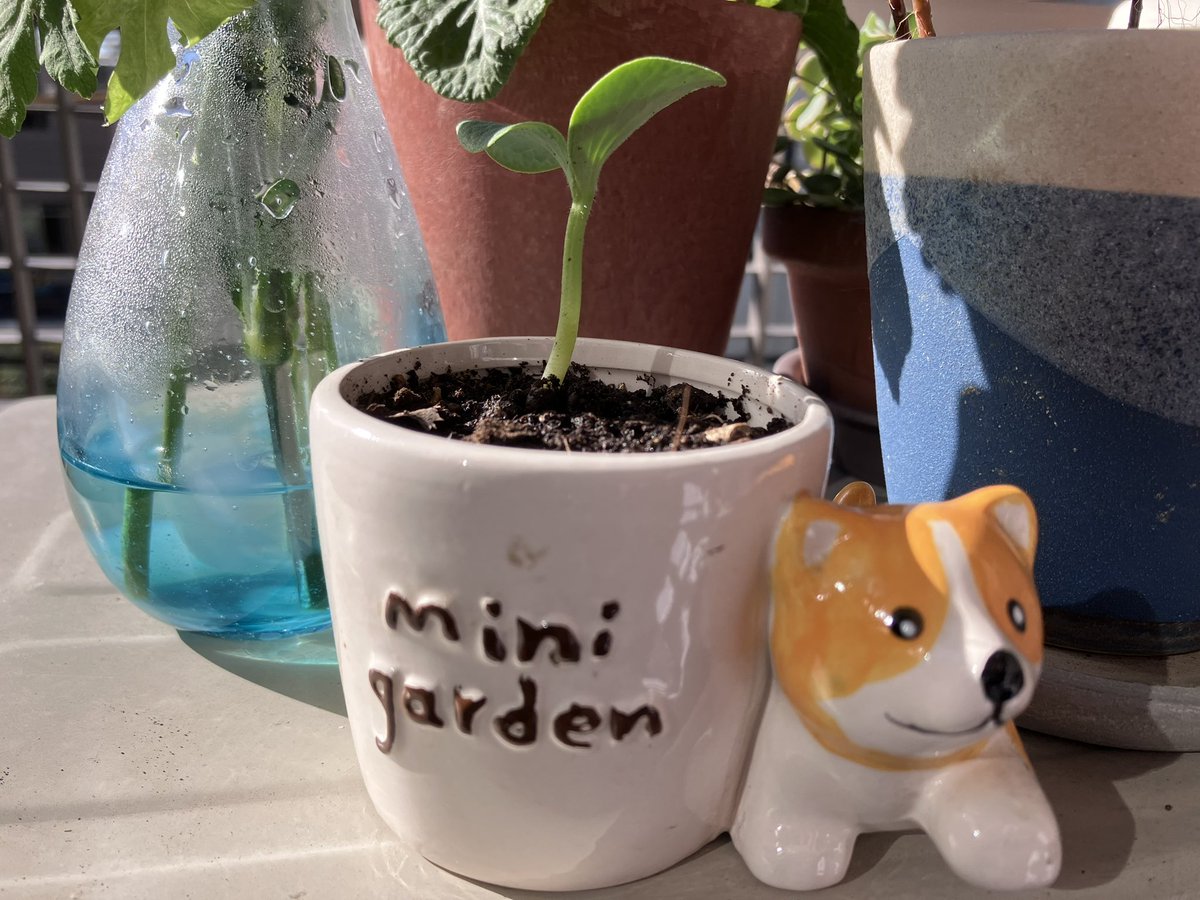 本日の朝焼けと謎の芽の成長🌱