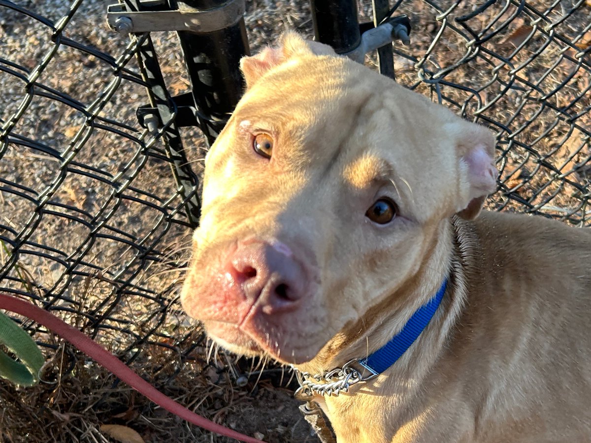 fotnhas's tweet photo. Sweet WILBUR is looking for his new home! He's a 10-month-old Rhodesian Ridgeback/Pit Bull mix who is very friendly. He loves the company of people and enjoys getting affection. https://t.co/9TH9urfOdR