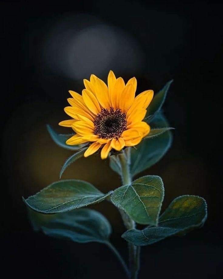 sunflow23002724's tweet photo. จงพัฒนาตัวเองให้มาก เพราะตัวคุณคือทรัพย์สินที่มีค่ามากที่สุด ของตัวคุณเอง.🌻⛅ https://t.co/CXJBQqyaBh