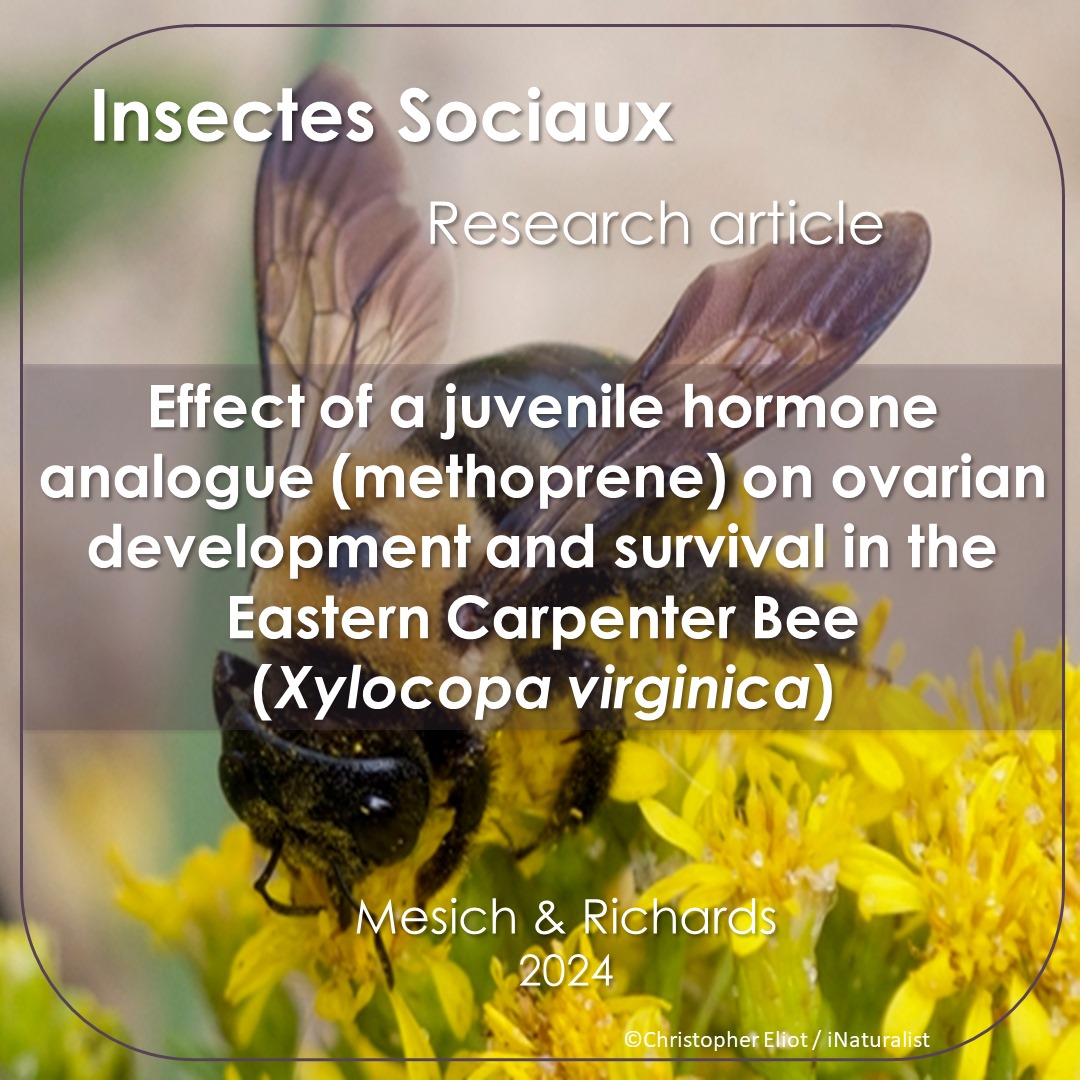 InsSociaux's tweet photo. New research article! 📰
Mesich & Richard have shown that the application of an analog of the juvenile hormone increases the ovarian development 🐝
https://t.co/wA2eeeQYDg…
#Insectessociaux #Socialinsects #CarpenterBees #JuvenileHormone #Reproduction #BeeResearch #Methoprene https://t.co/r3whUKztle