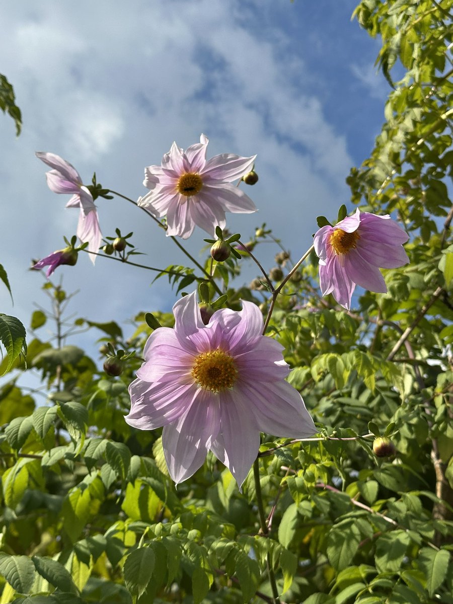 ittunnn's tweet photo. 木立ダリア、別名皇帝ダリアの咲く季節になりましたね。これは、京都府立植物園のもの。 https://t.co/BxAQUICOWk