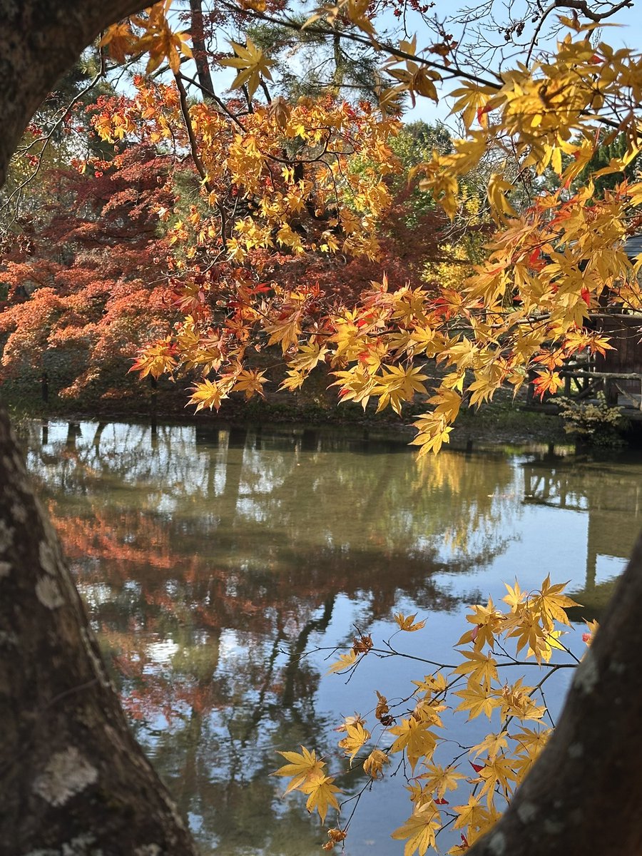 ittunnn's tweet photo. 植物園の紅葉も綺麗ですよ！人も少なめかも？　#京都府立植物園 https://t.co/sgFS73BO8D
