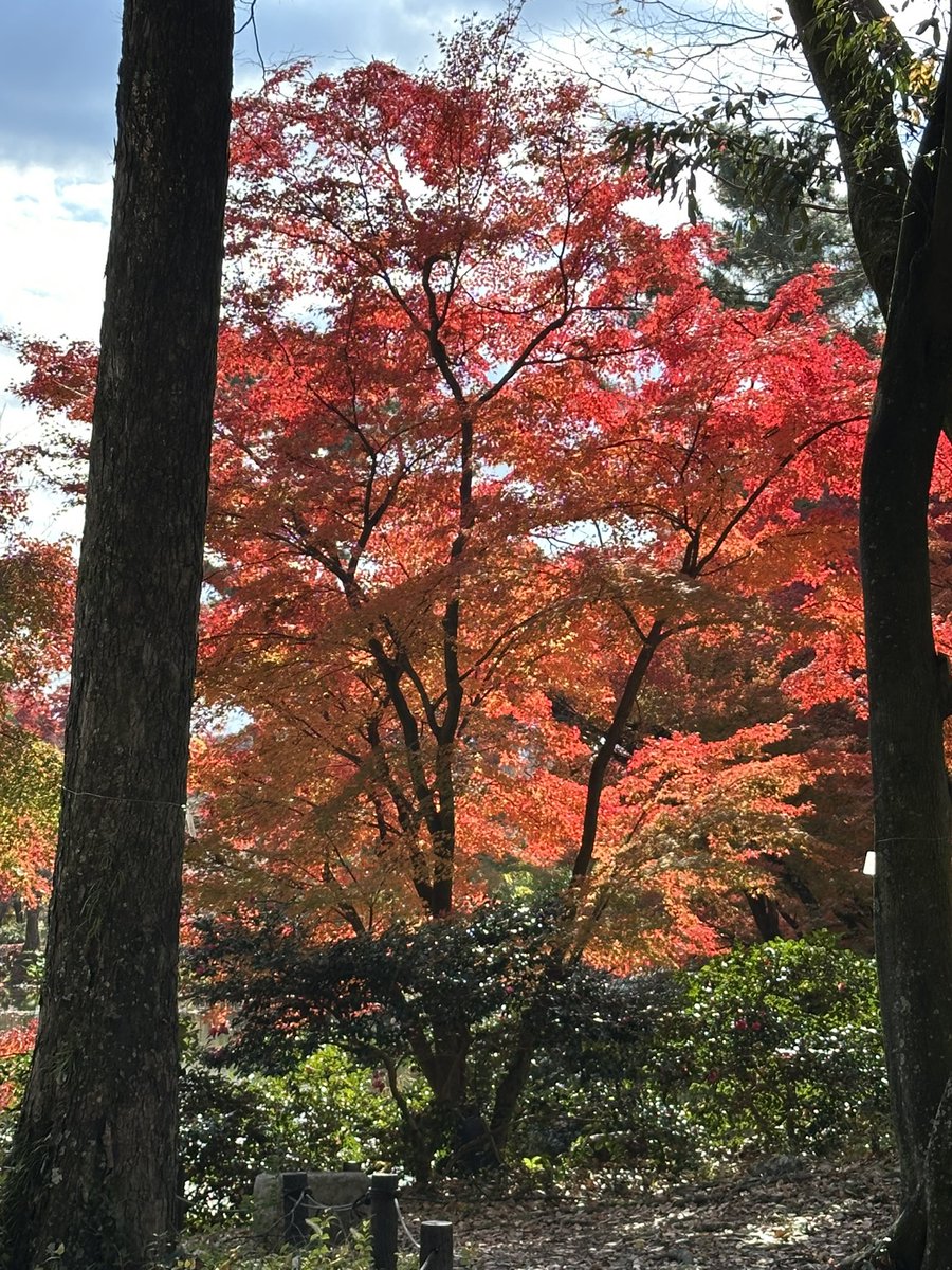 ittunnn's tweet photo. 植物園の紅葉も綺麗ですよ！人も少なめかも？　#京都府立植物園 https://t.co/sgFS73BO8D