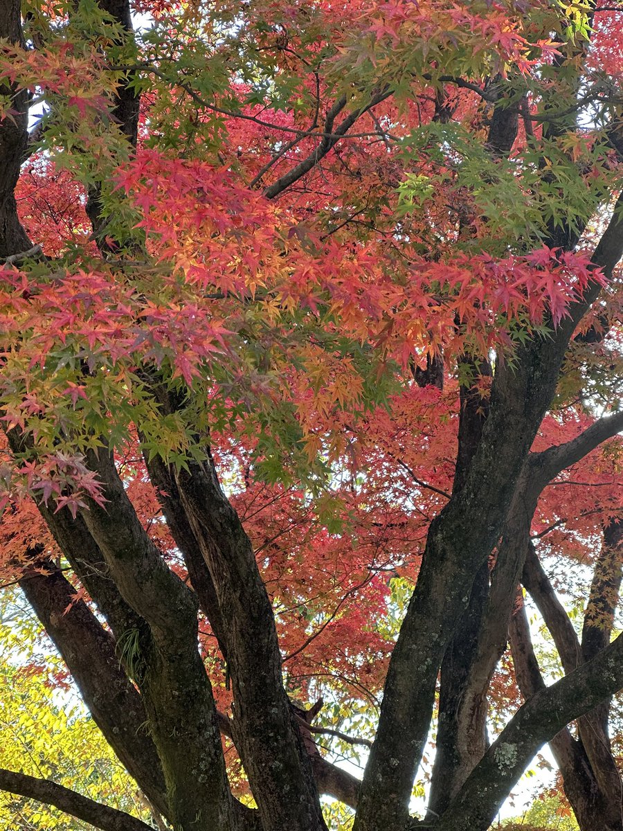 ittunnn's tweet photo. 植物園の紅葉も綺麗ですよ！人も少なめかも？　#京都府立植物園 https://t.co/sgFS73BO8D