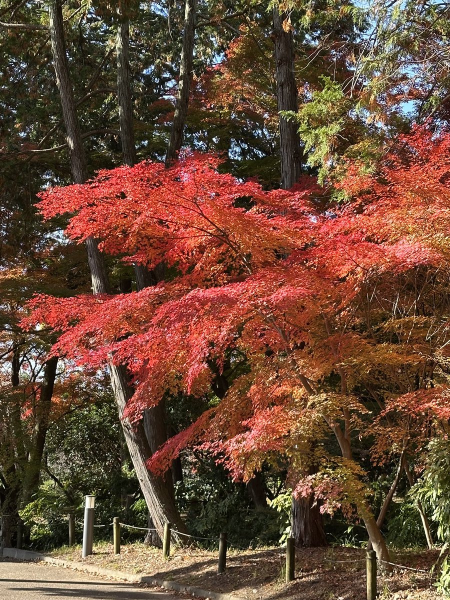 ittunnn's tweet photo. 植物園の紅葉も綺麗ですよ！人も少なめかも？　#京都府立植物園 https://t.co/sgFS73BO8D