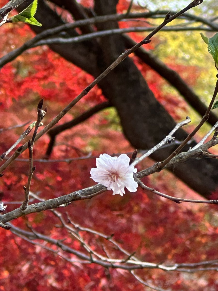 ittunnn's tweet photo. 十月桜も咲いています。　#京都府立植物園 https://t.co/RvQp6aTaAn