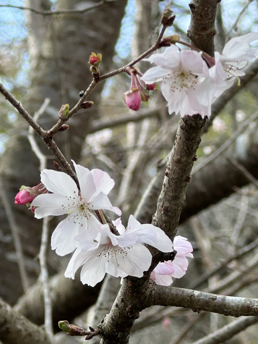 ittunnn's tweet photo. 十月桜も咲いています。　#京都府立植物園 https://t.co/RvQp6aTaAn