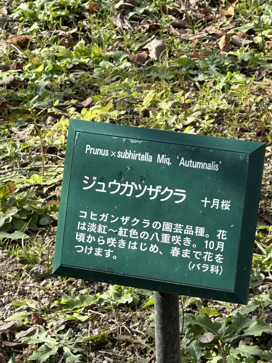 ittunnn's tweet photo. 十月桜も咲いています。　#京都府立植物園 https://t.co/RvQp6aTaAn