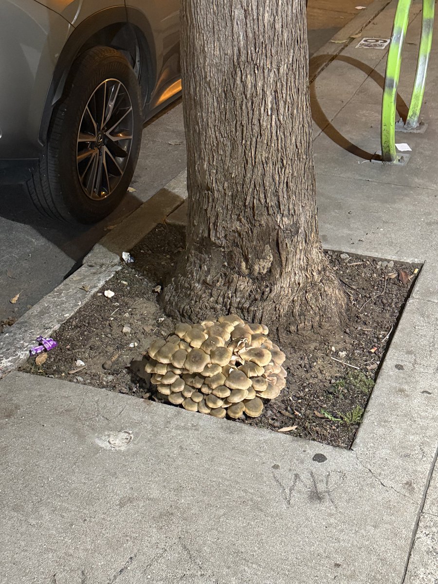 spotted in sf. Can i eat this