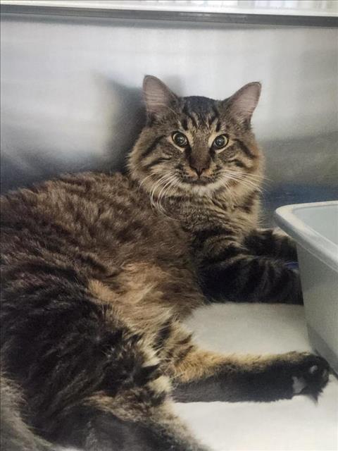 PetfindToronto's tweet image. #SPADINA AVE #QUEEN ST W  Pls RT2unite #FOUND #CAT- 04-Dec-24 #Toronto Animal Services A0995389 #PUBLIC L&amp;amp;F 416-338-7297 BRN BLUE TABBY DLH 2Yr