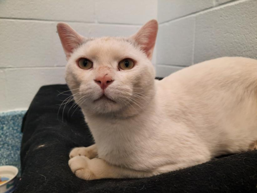 PetfindToronto's tweet photo. #NEILSON #TAPSCOTT Pls RT2unite #FOUND #CAT- 04-Dec-24 #Toronto Animal Services A0995391 #EAST 416-338-7539 WHITE DSH M/?Age https://t.co/TluSl24ISG