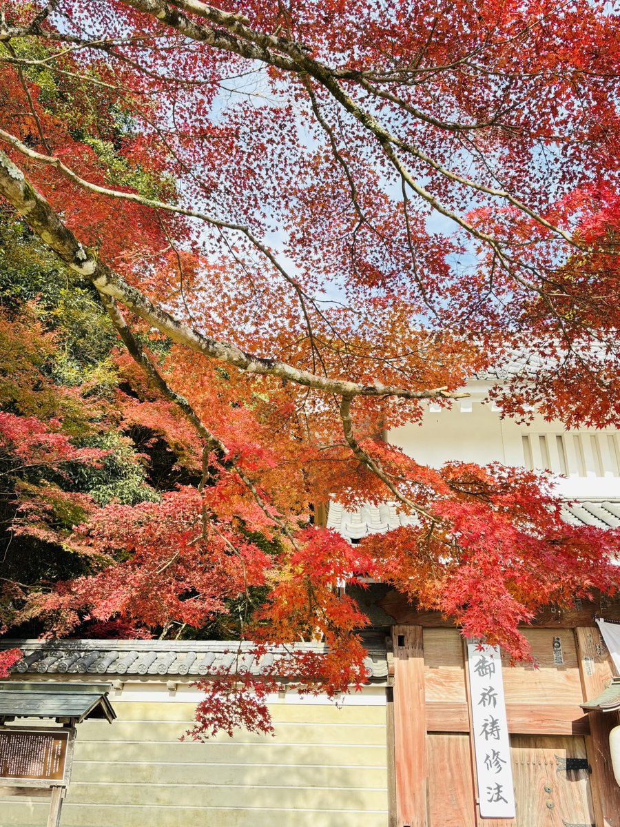 itoooti's tweet photo. #さわやかウォーキング
#愛野駅
#袋井駅
#油山寺

紅葉が綺麗でした https://t.co/4eUZM0Ni15