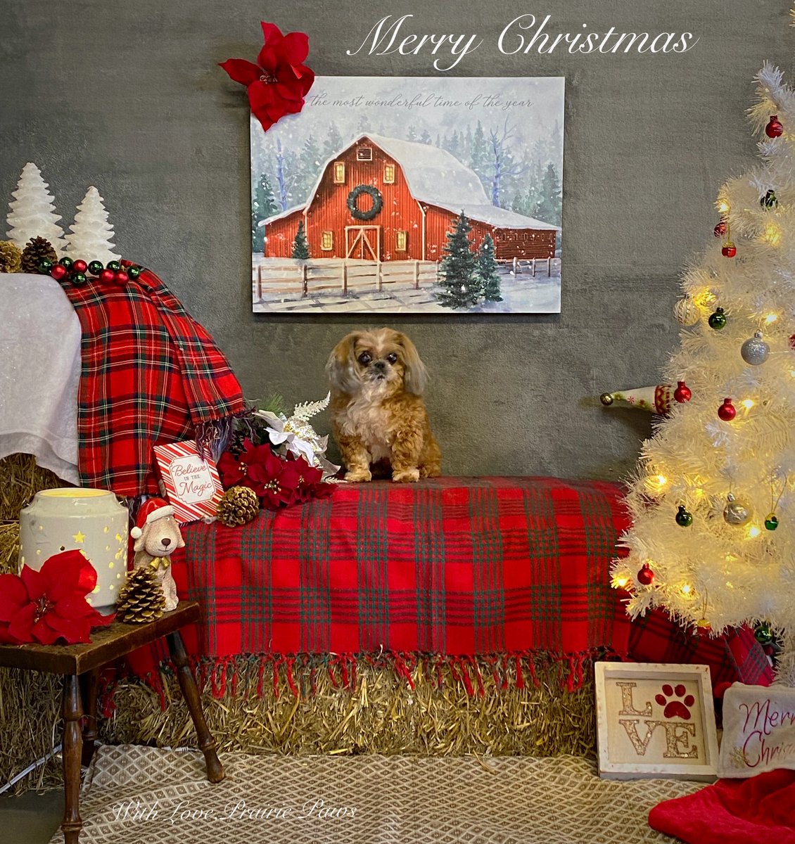 CaraSouthpaw's tweet photo. It’s not all doom and gloom in the world!
We take Christmas pictures of every dog after they have been groomed ❤️ Prairie Paws Dog Grooming &amp; Training https://t.co/Q808O0j9wL