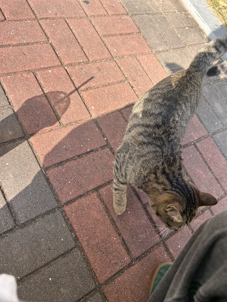 mintjoa9595's tweet photo. 냥이 구경 https://t.co/pk05SENn0K