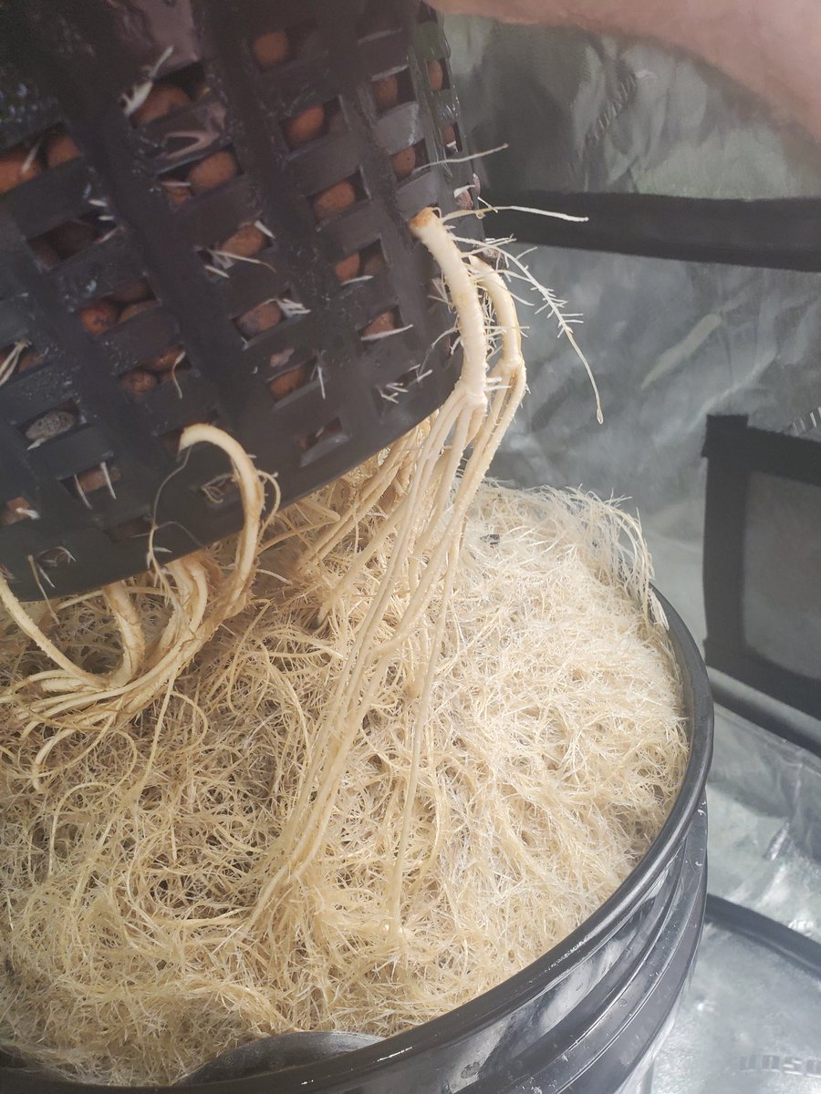 Healthy roots make happy plants.