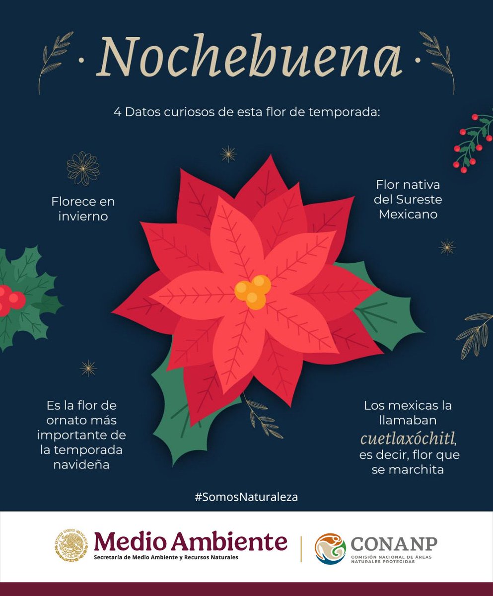 CONANP_mx's tweet photo. Conoce 4⃣ datos curiosos de la #Nochebuena. 🌺🎄

Recuerda adquirirla con productoras y productores locales. #SomosNaturaleza #NavidadSustentable ❤️🇲🇽 https://t.co/6ODwmalp7q