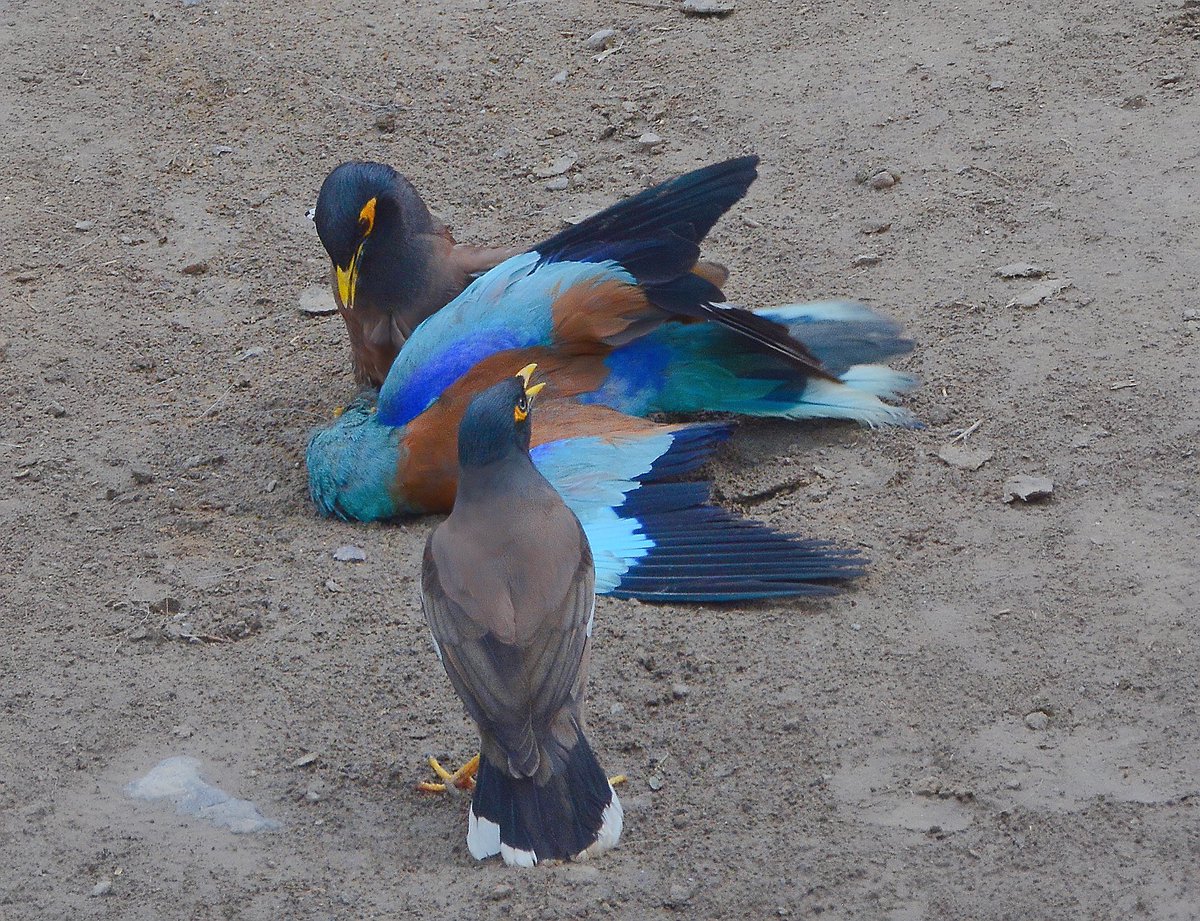 WilWoodStudio's tweet photo. Drama in the Wild! 🐦🔥
It seems like the Common Myna and the European Roller are caught in a heated argument over a nest. Is the Roller defending its home, or is the Myna trying to claim it? Either way, feathers are flying, and the squabbles are intense!

Nature never ceases to surprise us with its candid moments. What do you think is going on here? Let us know in the comments!

#BirdLovers #WildlifeDrama #BirdLife #NatureStories #EuropeanRoller #CommonMyna #BirdwatchingMoments
