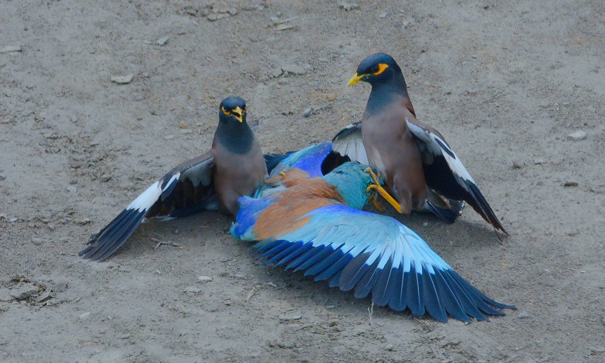 WilWoodStudio's tweet photo. Drama in the Wild! 🐦🔥
It seems like the Common Myna and the European Roller are caught in a heated argument over a nest. Is the Roller defending its home, or is the Myna trying to claim it? Either way, feathers are flying, and the squabbles are intense!

Nature never ceases to surprise us with its candid moments. What do you think is going on here? Let us know in the comments!

#BirdLovers #WildlifeDrama #BirdLife #NatureStories #EuropeanRoller #CommonMyna #BirdwatchingMoments