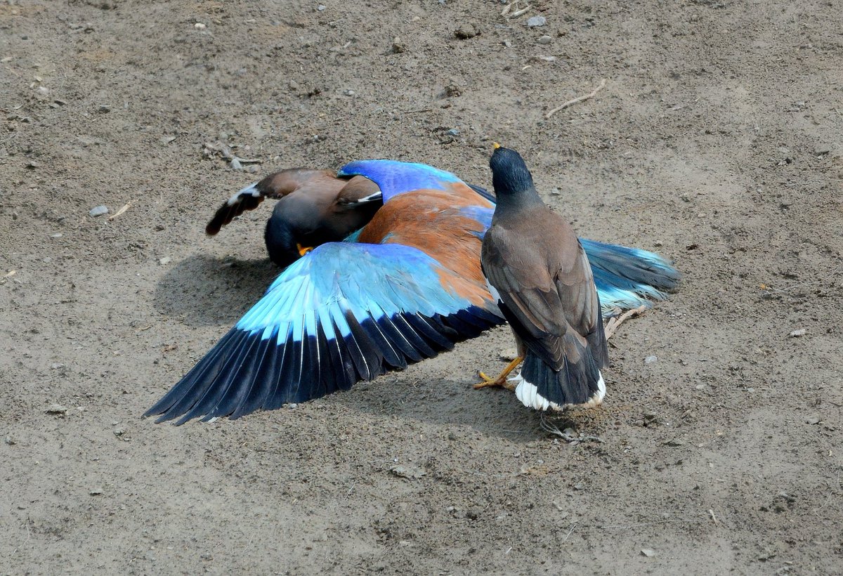 WilWoodStudio's tweet photo. Drama in the Wild! 🐦🔥
It seems like the Common Myna and the European Roller are caught in a heated argument over a nest. Is the Roller defending its home, or is the Myna trying to claim it? Either way, feathers are flying, and the squabbles are intense!

Nature never ceases to surprise us with its candid moments. What do you think is going on here? Let us know in the comments!

#BirdLovers #WildlifeDrama #BirdLife #NatureStories #EuropeanRoller #CommonMyna #BirdwatchingMoments