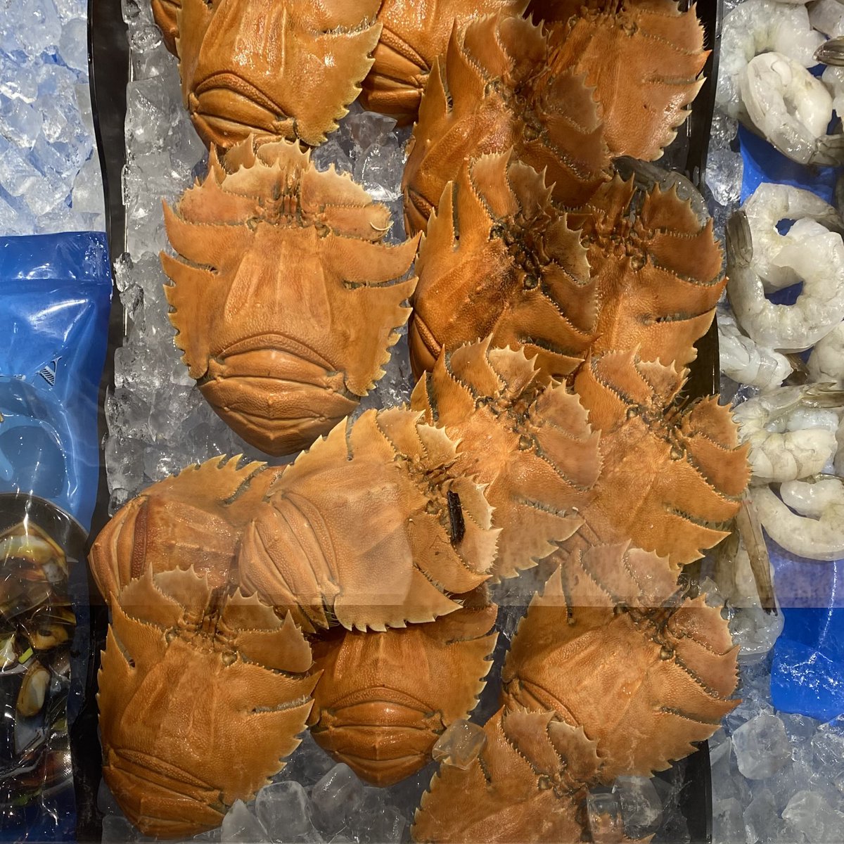 MerlinCrossley's tweet image. Classic Christmas food in Sydney - Balmain bugs (officially butterfly fan lobsters Ibacus peronii) - I always wonder: do they still live off Balmain?