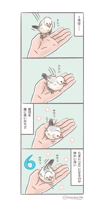 2号は尾羽に触れるのをとても嫌がるけれど1号は割と雑に扱うタイプなので数字の6になりがち
#文鳥 
#4コマ漫画

※2025文鳥カレンダー販売中!
SUZURIグッズも追加しました!
ハイライトから見てね 