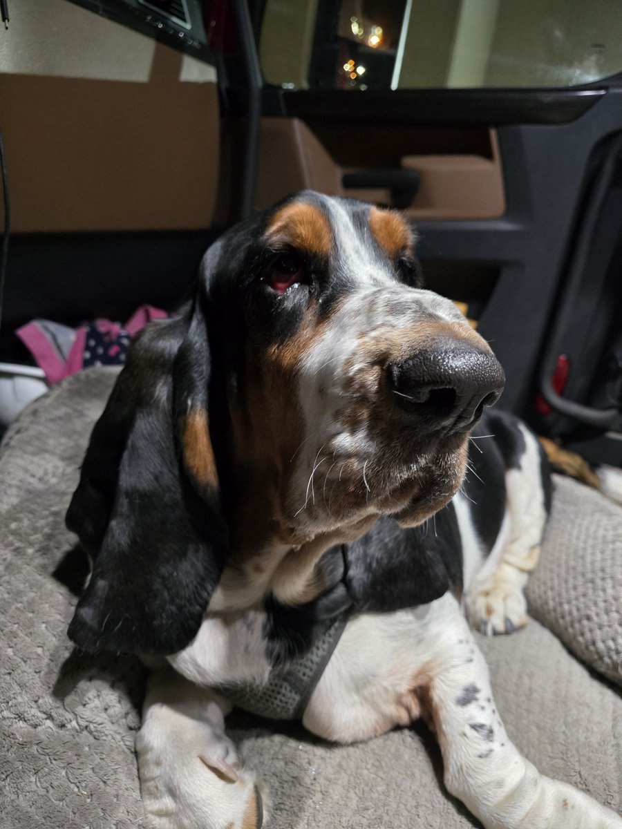 TheTruckinBassets tweet media