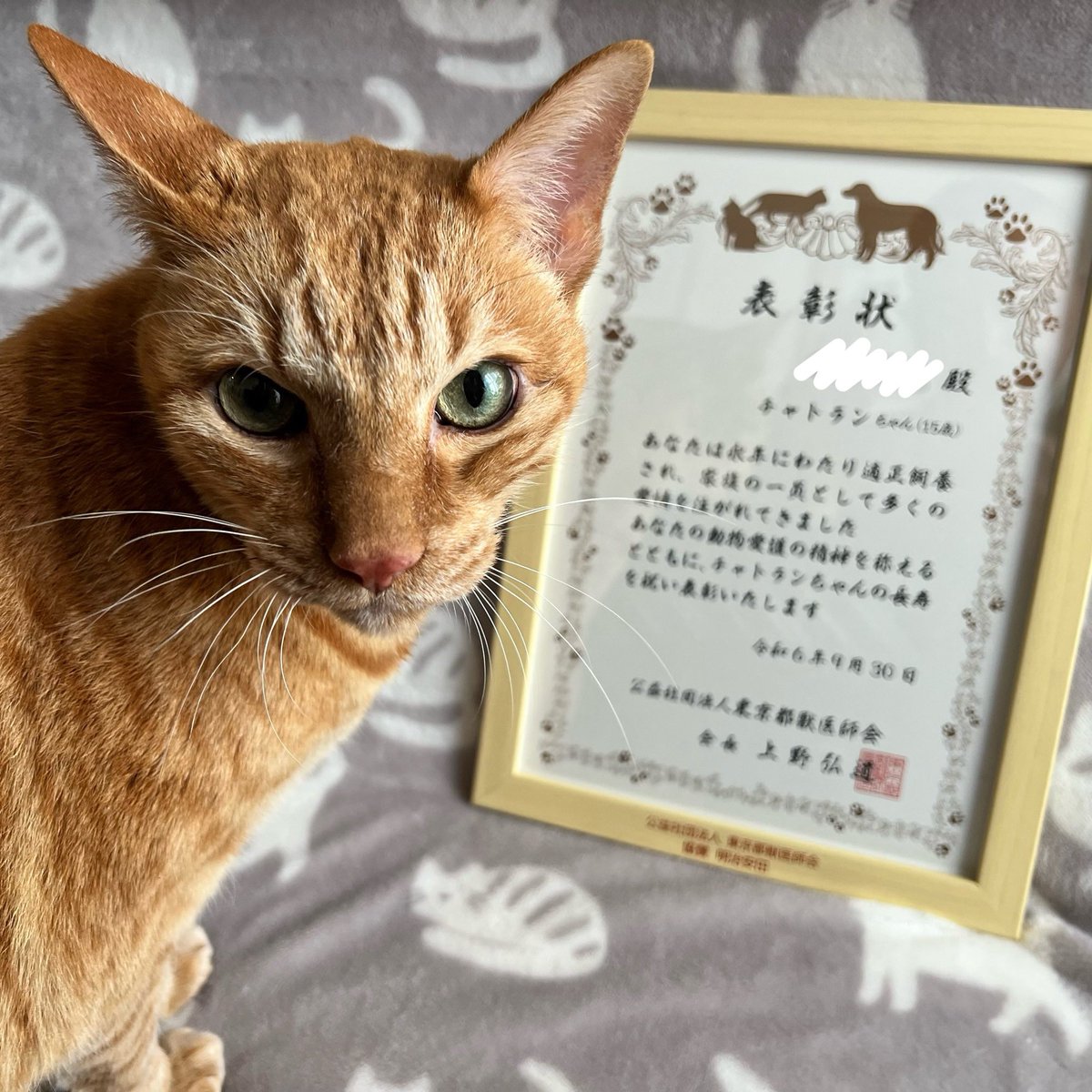 chatokichigai's tweet photo. 東京都獣医師会から賞状をいただきました！😸🎉
病院嫌いの本人は家に帰ってからもご機嫌斜め😾
#チャトラン #cat #neko #猫
https://t.co/UYoTeiID79 https://t.co/RcAHkq0ZPt