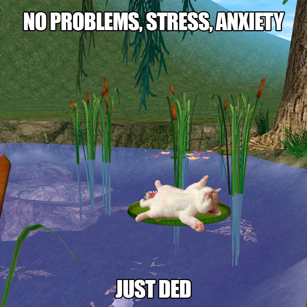 $DED CAT tweet media