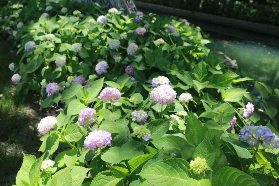 FancyNHuu's tweet image. Spring in #Nanhu District feels like stepping into a grand art exhibit, with #blooming roses, hydrangeas, evening primroses, and Chinese roses painting the scenery in vibrant hues. It’s like walking through a real-life “Monet’s Garden.” 🌸🎨 #RomanticSpring #MonetsGarden