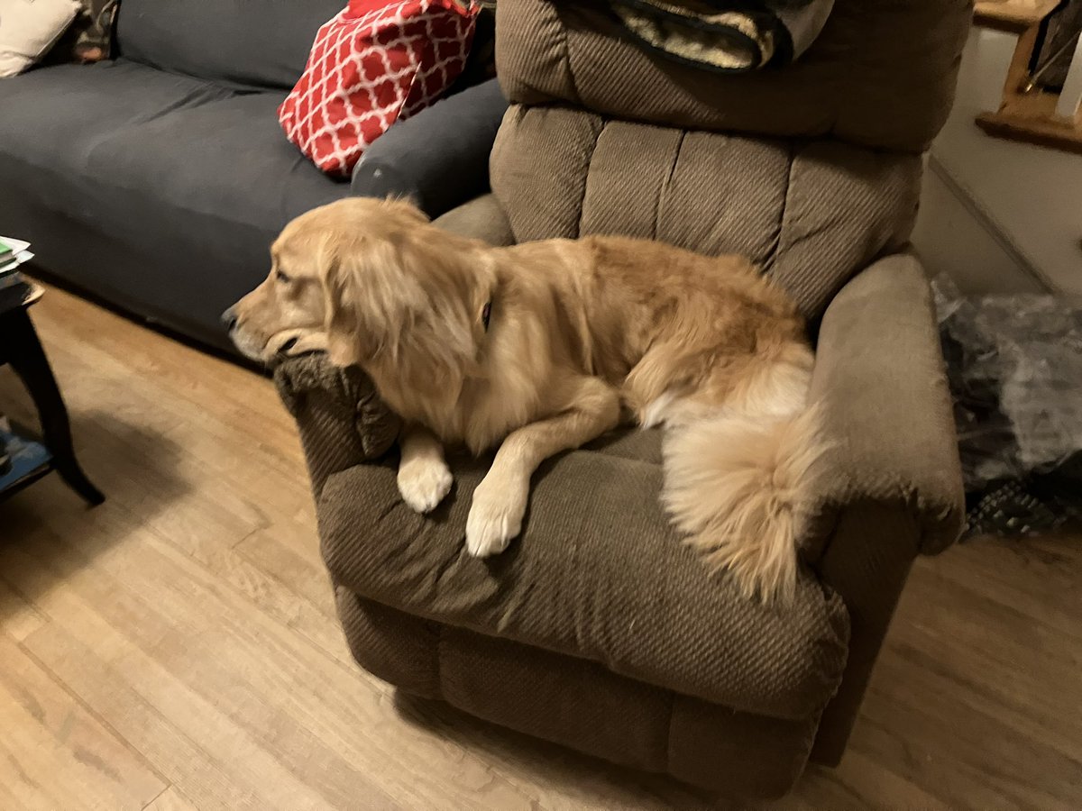 BRetrvr's tweet photo. Tonight my fur looks exceptionally clean and organized. https://t.co/0eLTuaSwI8