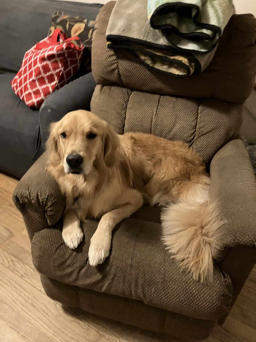 BRetrvr's tweet photo. Tonight my fur looks exceptionally clean and organized. https://t.co/0eLTuaSwI8