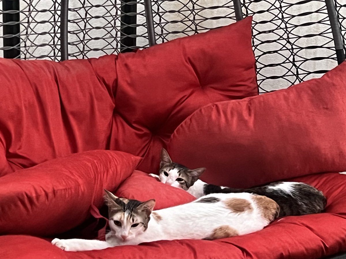 Geeky_Foodie's tweet photo. โOh, you have to go to work on a #Caturday? You, poor poor hooman!โ ๐ผ๐น
#CatsOfTwitter #WorkingSaturdays ๐ญ https://t.co/mlsR5gQJLJ
