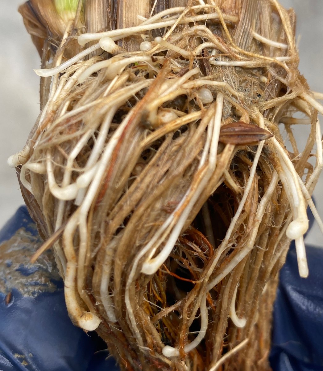 What makes rice root tips thicker ?