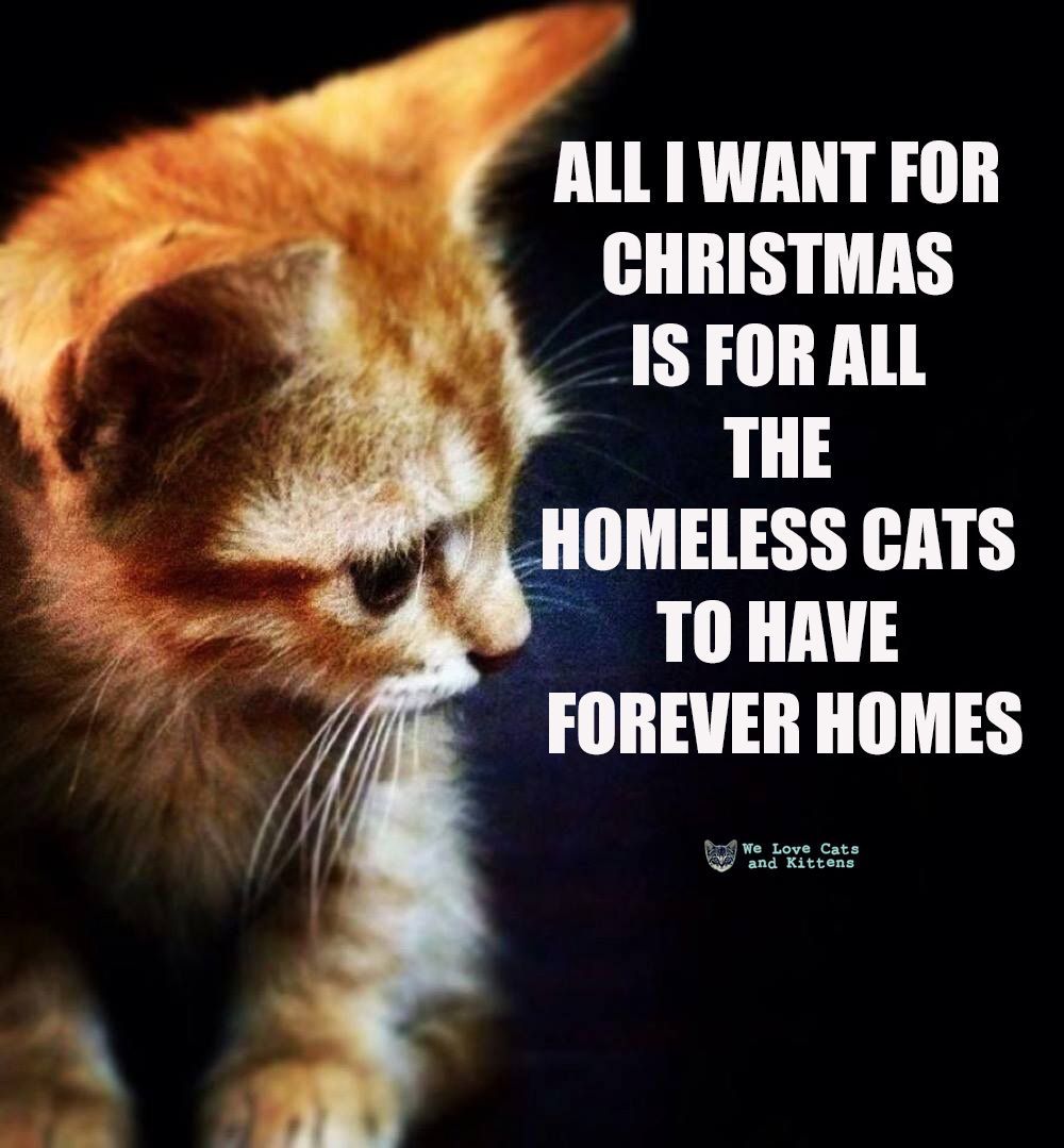 catsnkittys's tweet photo. https://t.co/1tYy7aF3tL